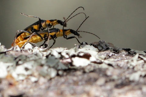 Plague Soldier Beetle (Chauliognathus lugubris)